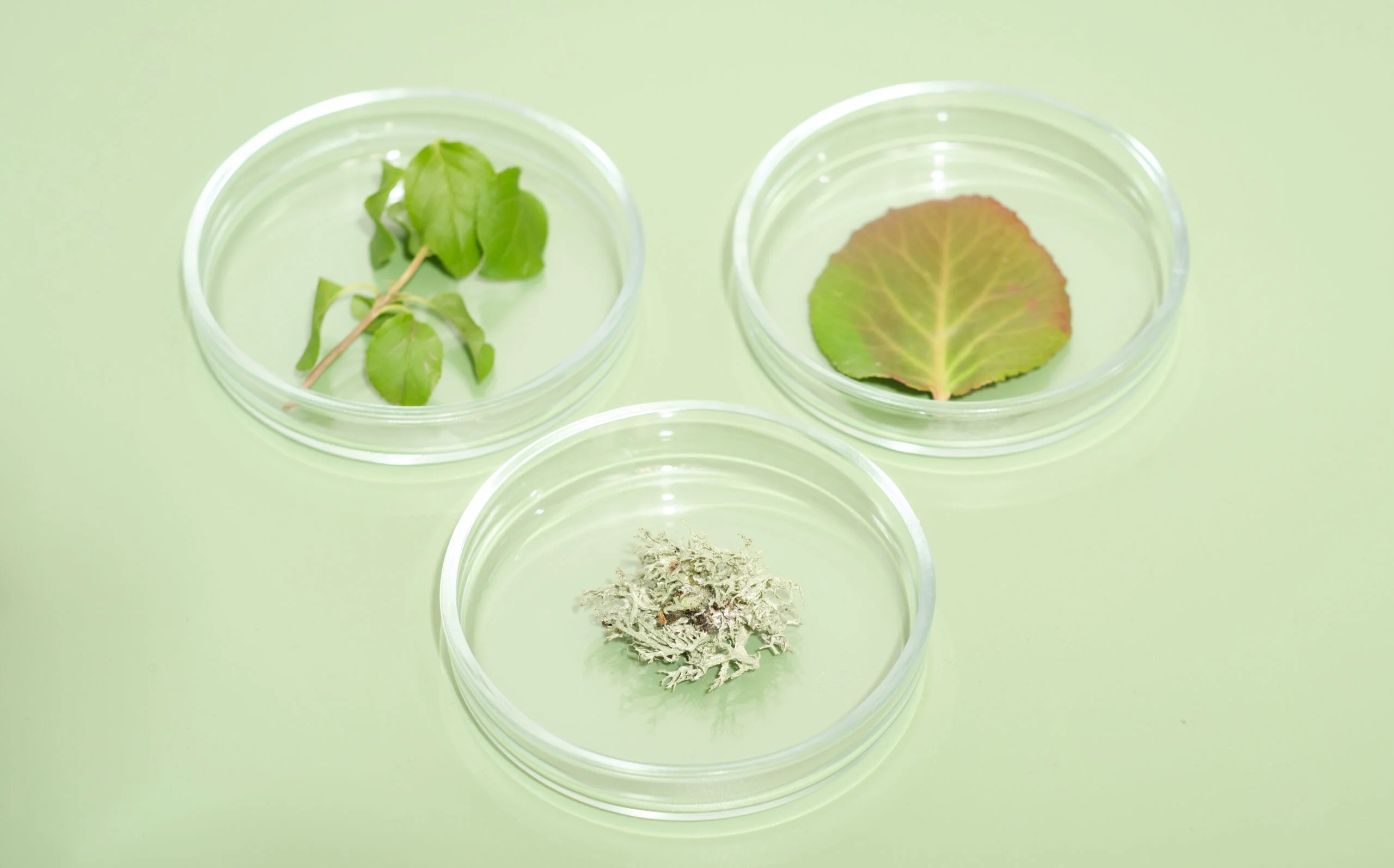 Natural Supplements & Healthy Skincare for Women plants in petri dishes biochemistry and biotechno 2022 11 15 00 53 53 utc scaled Lady Soma Natural Supplements & Healthy Skincare for Women For Well Being